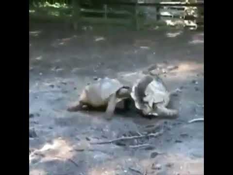Дружелюбная черепаха!