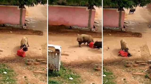 В Индии две разъяренные свиньи прямо посреди улицы напали на женщину