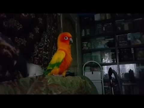 Попугай - танцор