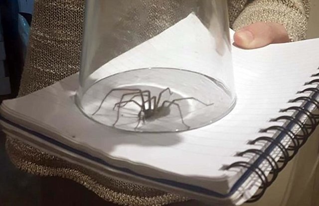Плохая погода спровоцировала нашествие больших пауков в домохозяйства Великобритании