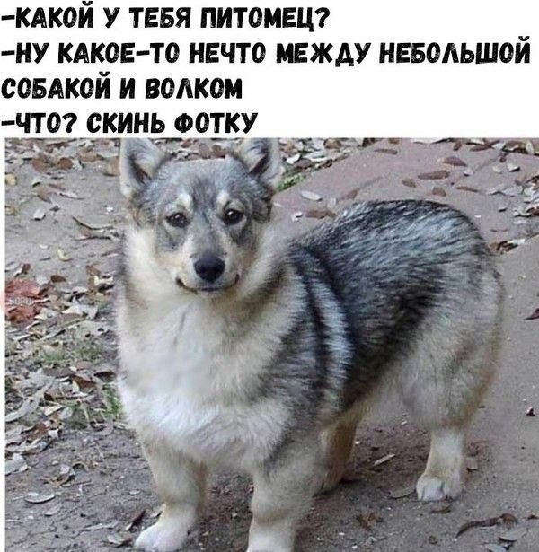 Демотиваторы и точка