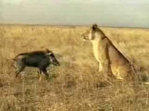 Кабанчик атакует львицу. Забавное видео со смешной озвучкой