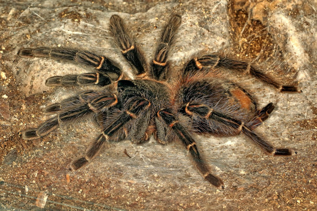 14 фактов о самом большом пауке в мире
