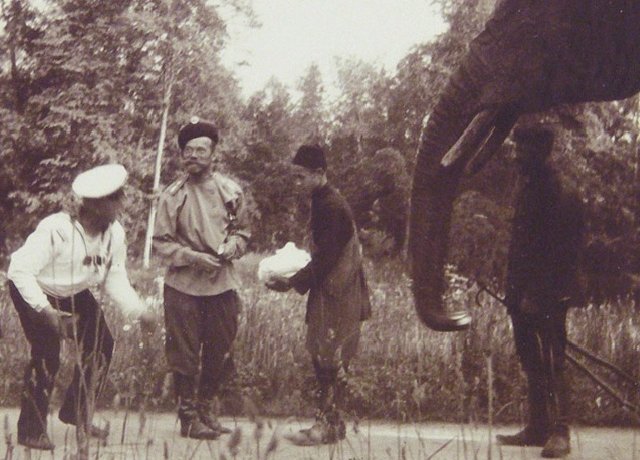 Слоны в царской России. Россия - родина слонов