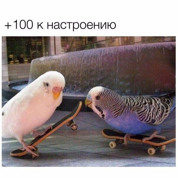Пятничный позитив. Очередная порция картинок с подписями