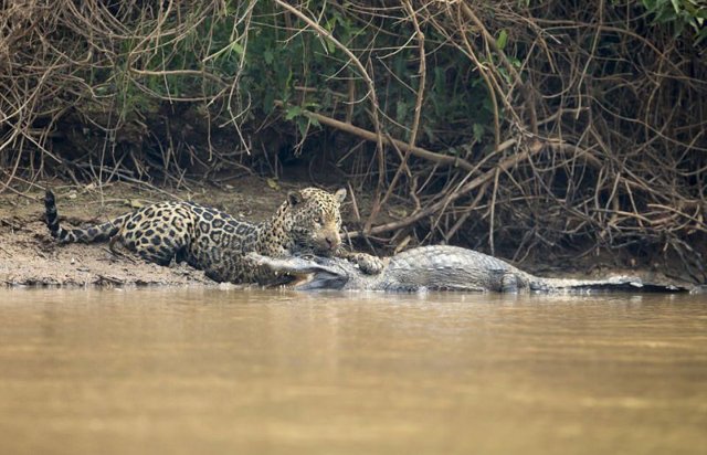 Схватка между ягуаром и кайманом в Бразилии