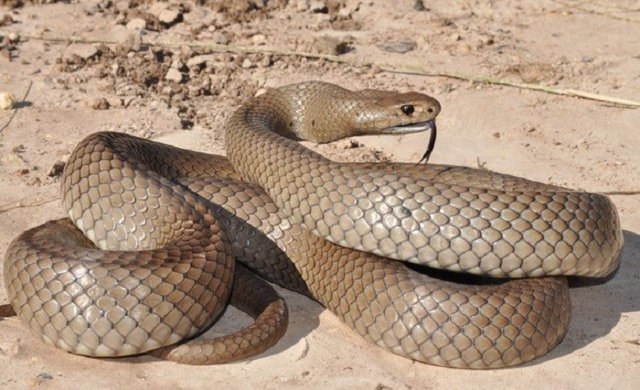 Топ-10 самых опасных змей в мире