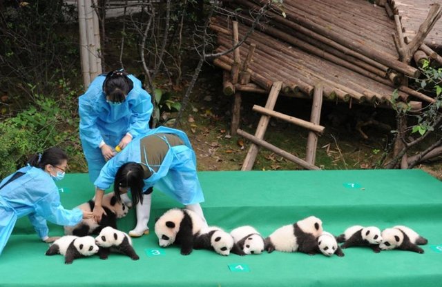 В Китае прошла презентация сразу 10 детенышей большой панды