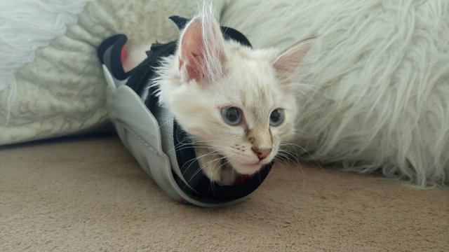 Коты в необычных местах