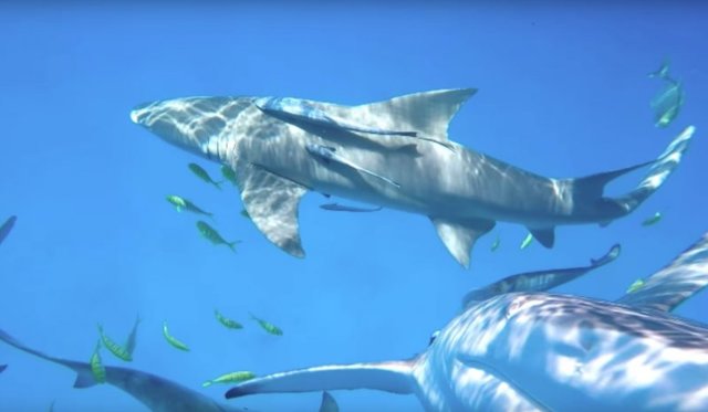 Тупорылая акула  попыталась съесть камеру GoPro 