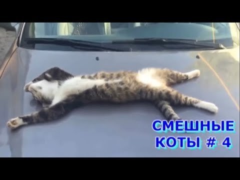 Подборка приколов с котами