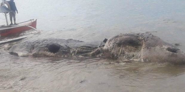 Таинственное морское существо было найдено на одном из филиппинских пляжей