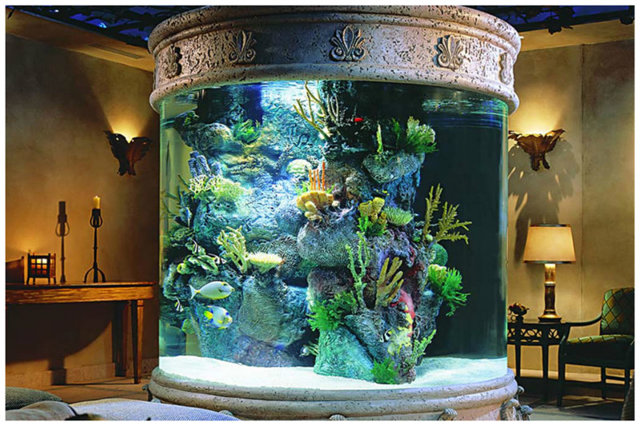 А вы знаете, почему эта аквариумная рыбка стоит 400.000 долларов
