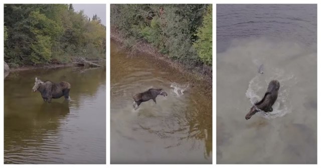 Канадцу удалось заснять впечатляющую водную схватку лося с волком