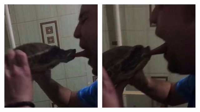Поцелуй черепахи: видео, которое понравится защитникам животных
