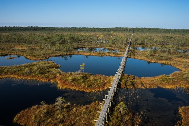 Эстония. Отпуск на болотах