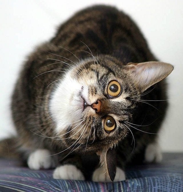 Кот, тем не менее, совершенно распустился, к зиме оброс бородой и где-то потерял совесть