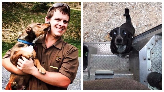 Лучшая группа в Фейсбуке: собаки встречают почтальонов службы доставки