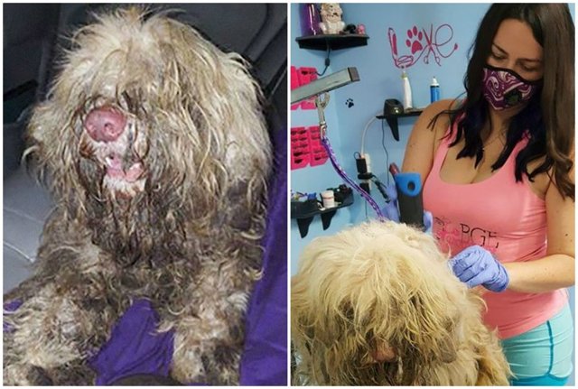Добрые дела: грумер открыла собачий салон посреди ночи, чтобы спасти бездомного пса