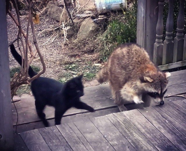 Слепой енот привел двух котят к человеку и спас малышам жизни