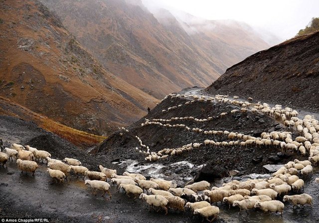 Захватывающее приключение в Грузии: перегон стада овец через перевал Абано