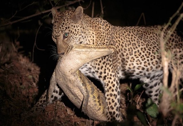 Приятного аппетита: как африканский леопард полакомился 2-метровым крокодилом