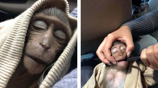 В Таиланде обезьянка уснула на 10 часов после того, как выпила немного кофе