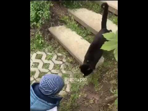 Как у кошечки дела?