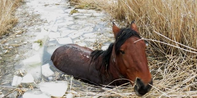 В омской области похищенного коня бросили умирать в ледяной трясине