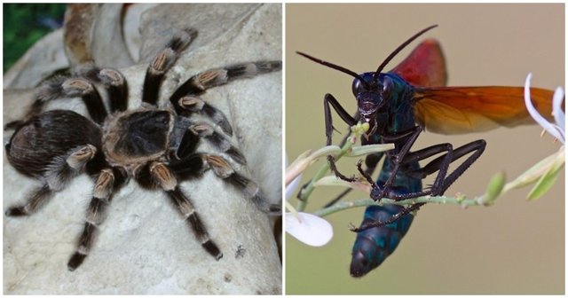 Жестокая схватка самой большой в мире осы и тарантула