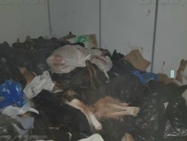 В ростовском приюте обнаружили тысячу трупов животных