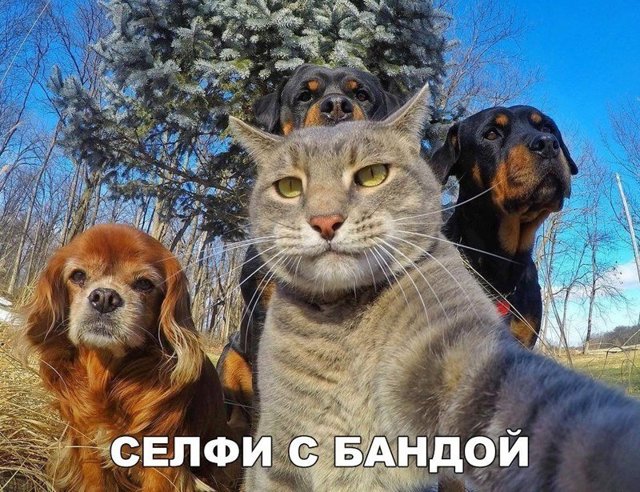 Смешные картинки с надписями