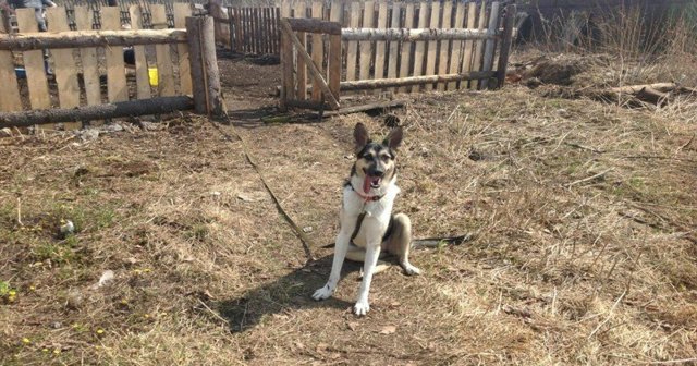 Неуклюжий длинноухий щенок бросился к гостям приюта! он ещё не знал, что сейчас решилась его судьба