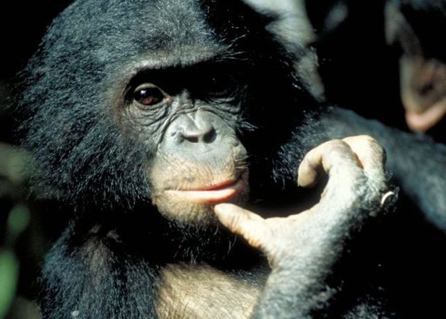 Бонобо - сексуальный сюрприз эволюции