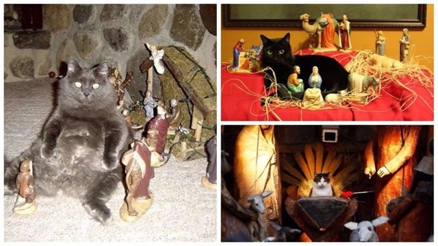 25 кошек, идеально вписавшихся в рождественский вертеп