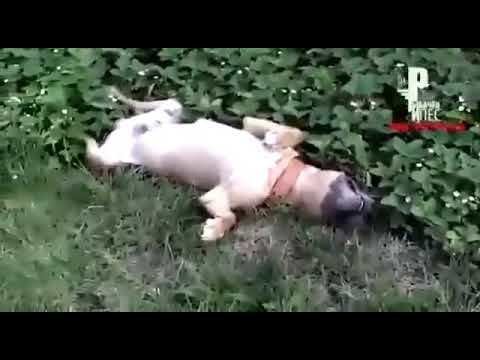 Пиво будешь ? Прикол с собакой
