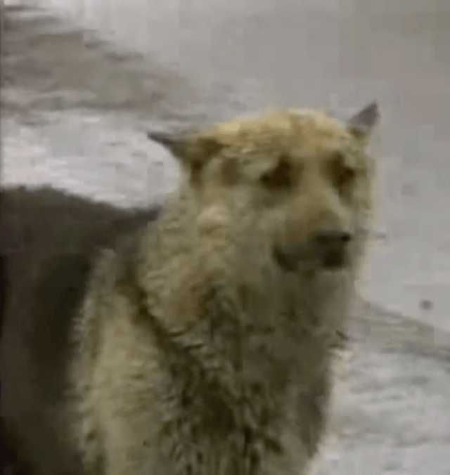 «ЖИВАЯ легенда» тольятти. Верный пес ждал у дороги целых 7 лет!