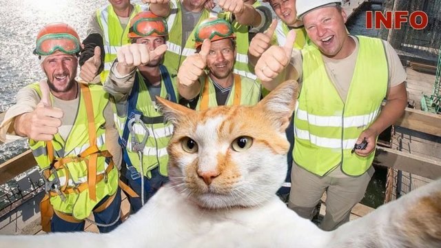 "Главный надзиратель" стройки века кот Мостик пройдет в Крым по Керченскому мосту