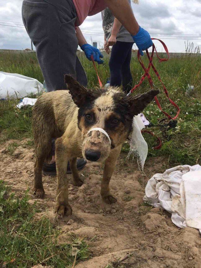 В скотомогильнике в Логойском районе нашли живых щенков. Сколько они провели под землей, неизвестно