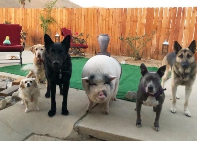 Похлебка — довольная свинка, выросшая среди 5 собак и считающая себя одной из них