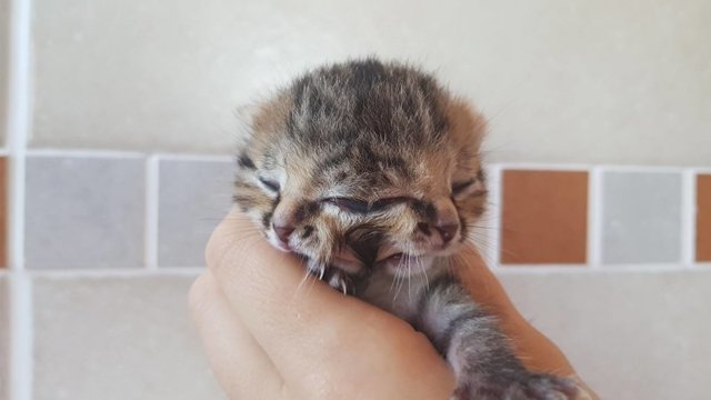Бетти Би — новорожденная двуликая кошка-Янус