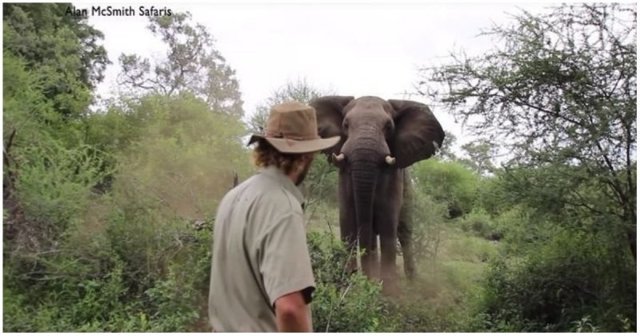 Гид показал, как с помощью спокойствия и палки усмирить бегущего на тебя слона