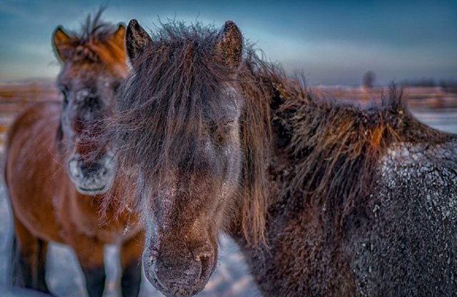 Сибирские морозы: порода лошадей, выдерживающая температуру в -60° C