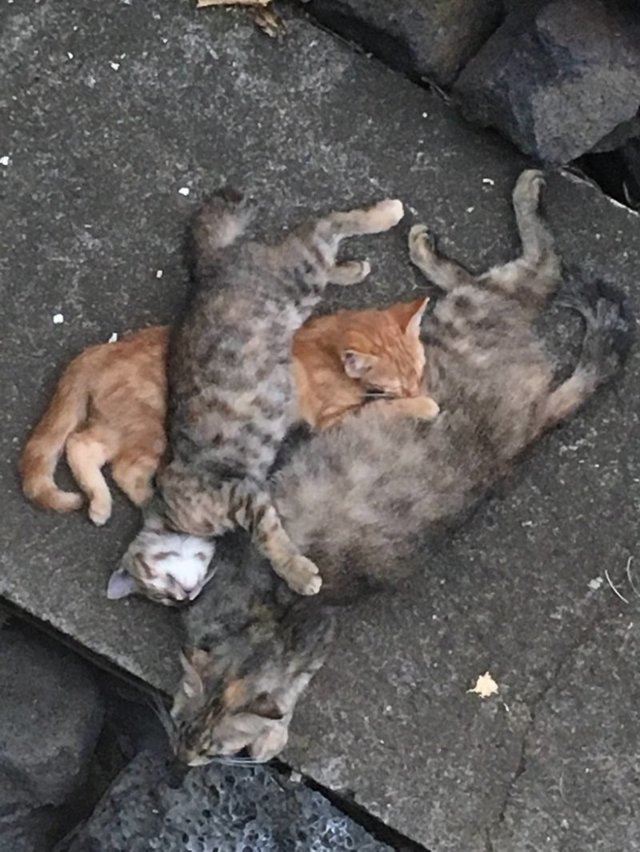 Бродячая кошка пришла к двери с двумя котятами, и вскоре… удивила хозяев сюрпризом