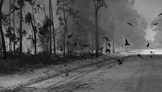 Австралийские соколы поджигают лес для выкуривания грызунов