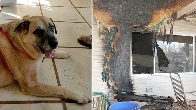Невероятное: семья вернулась в сожженный дом спустя 2 месяца. И вдруг их собака стала рычать и рыть