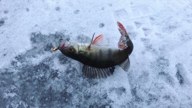 Первая зимняя рыбалка на льду 2018. Открытие сезона. Ловля на мормышку
