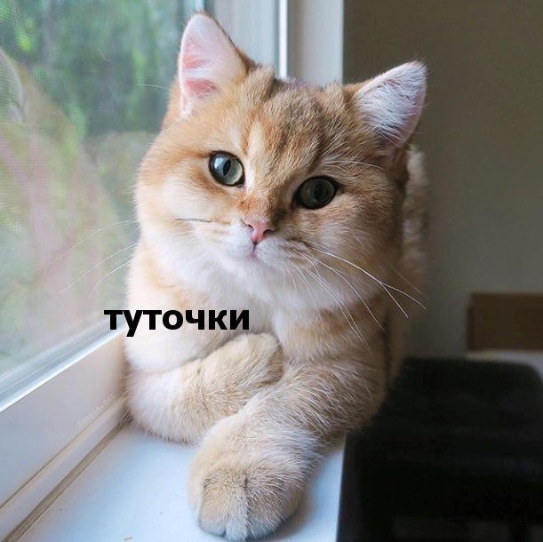 Картинки с котэ