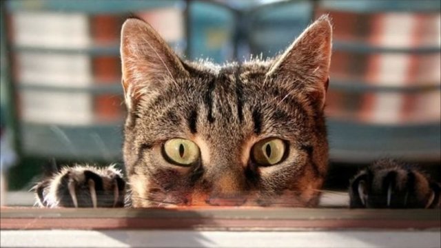 10 кошачьих секретов, о которых вы не догадывались