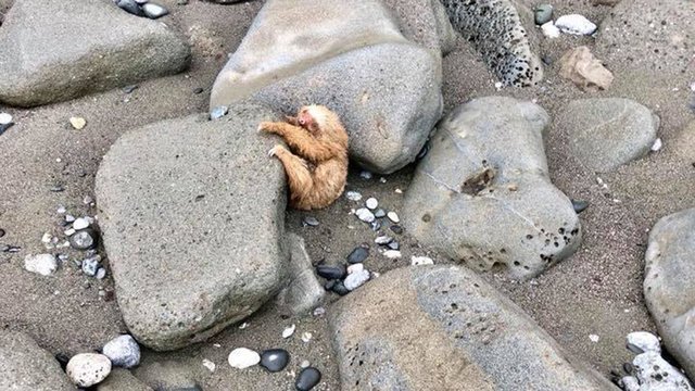 После прилива из-под камней дикого пляжа послышался плачь… это крошка-ленивец звал людей на помощь!